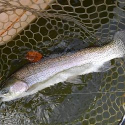 大安トラウトレイク 釣果